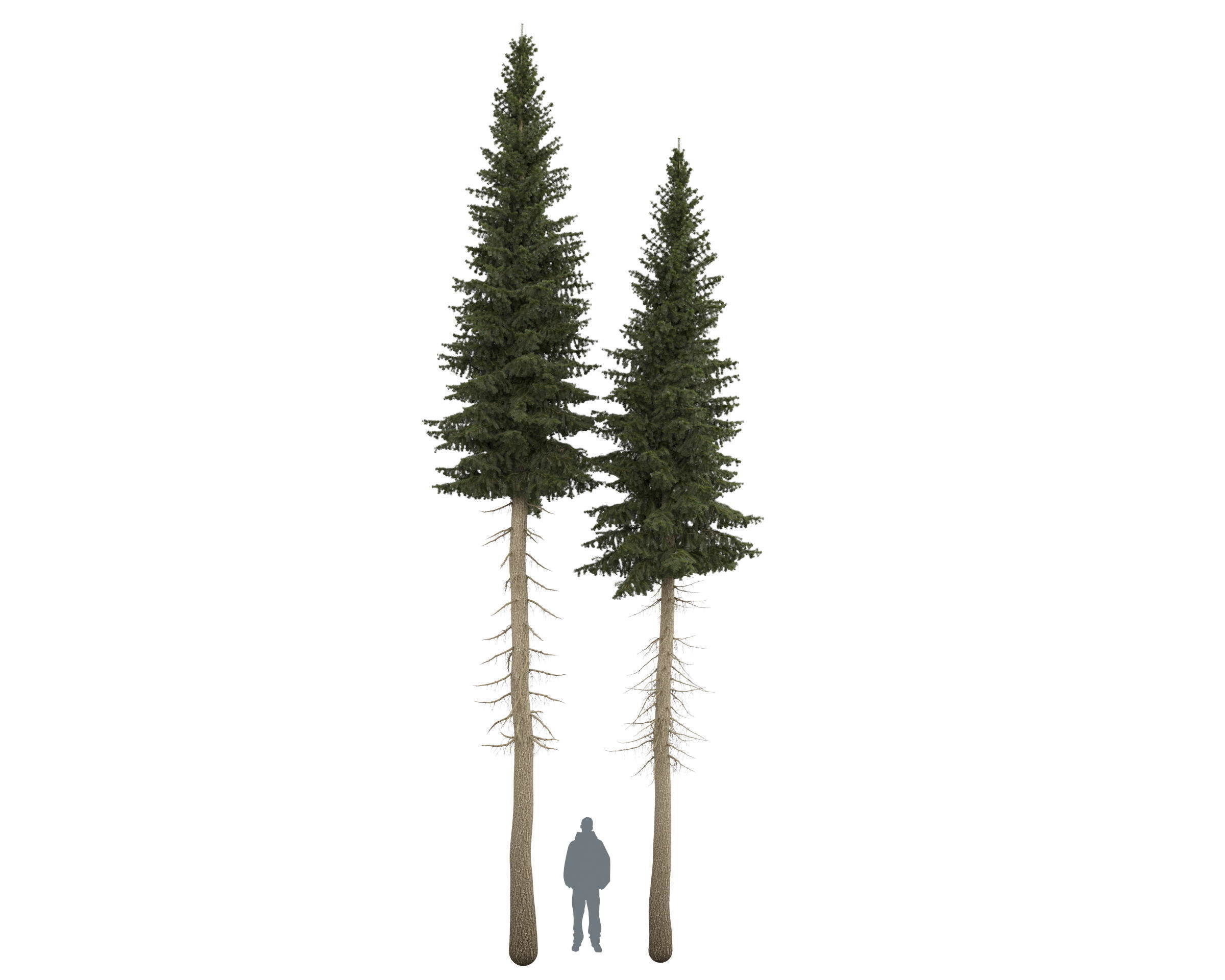 Siberian spruce Picea obovata 11m and 10m 3D model_14