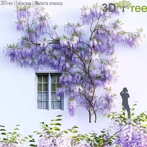 Fabaceae - Wisteria sinensis 07 3D model