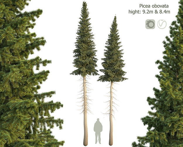 Siberian spruce Picea obovata 8m and 9m 3D model