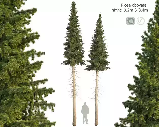 Siberian spruce Picea obovata 8m and 9m 3D model