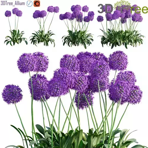 Allium globemaster 01