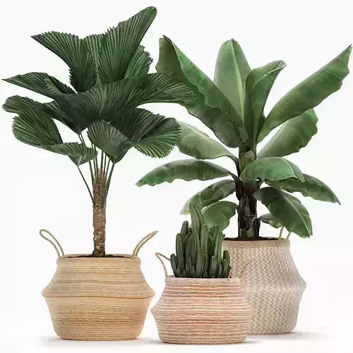 Decorative plants in flower pots for the interior 486 3D model