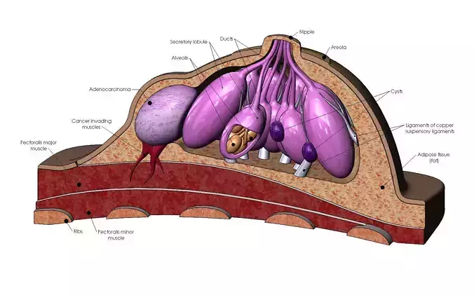 Breast anatomy 3d model 3D print model