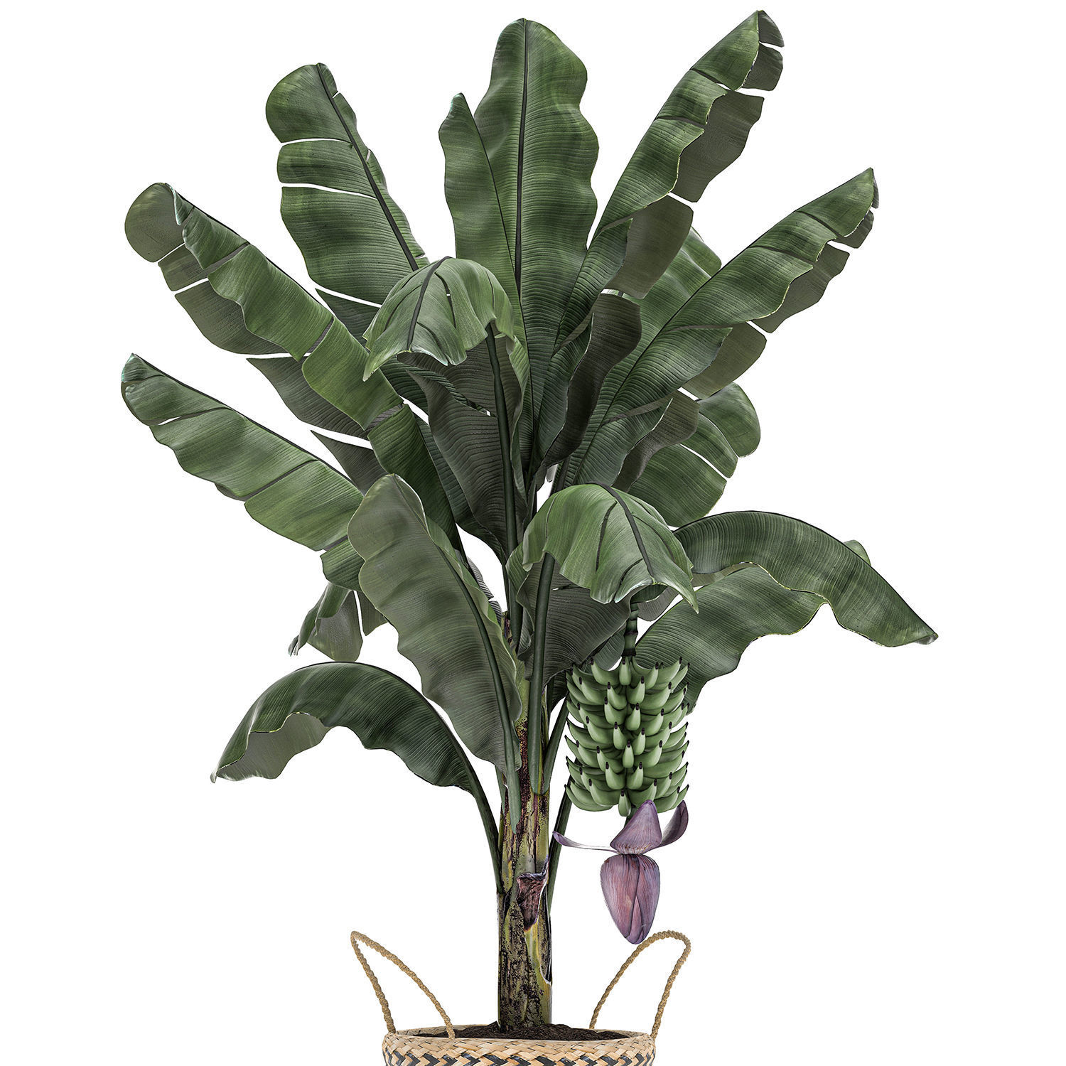 Decorative Banana tree in a basket for the interior 487 3D model_2