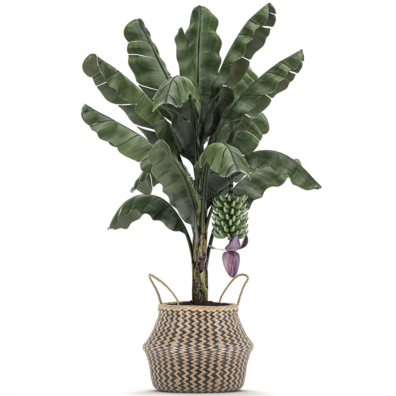 Decorative Banana tree in a basket for the interior 487 3D model_1