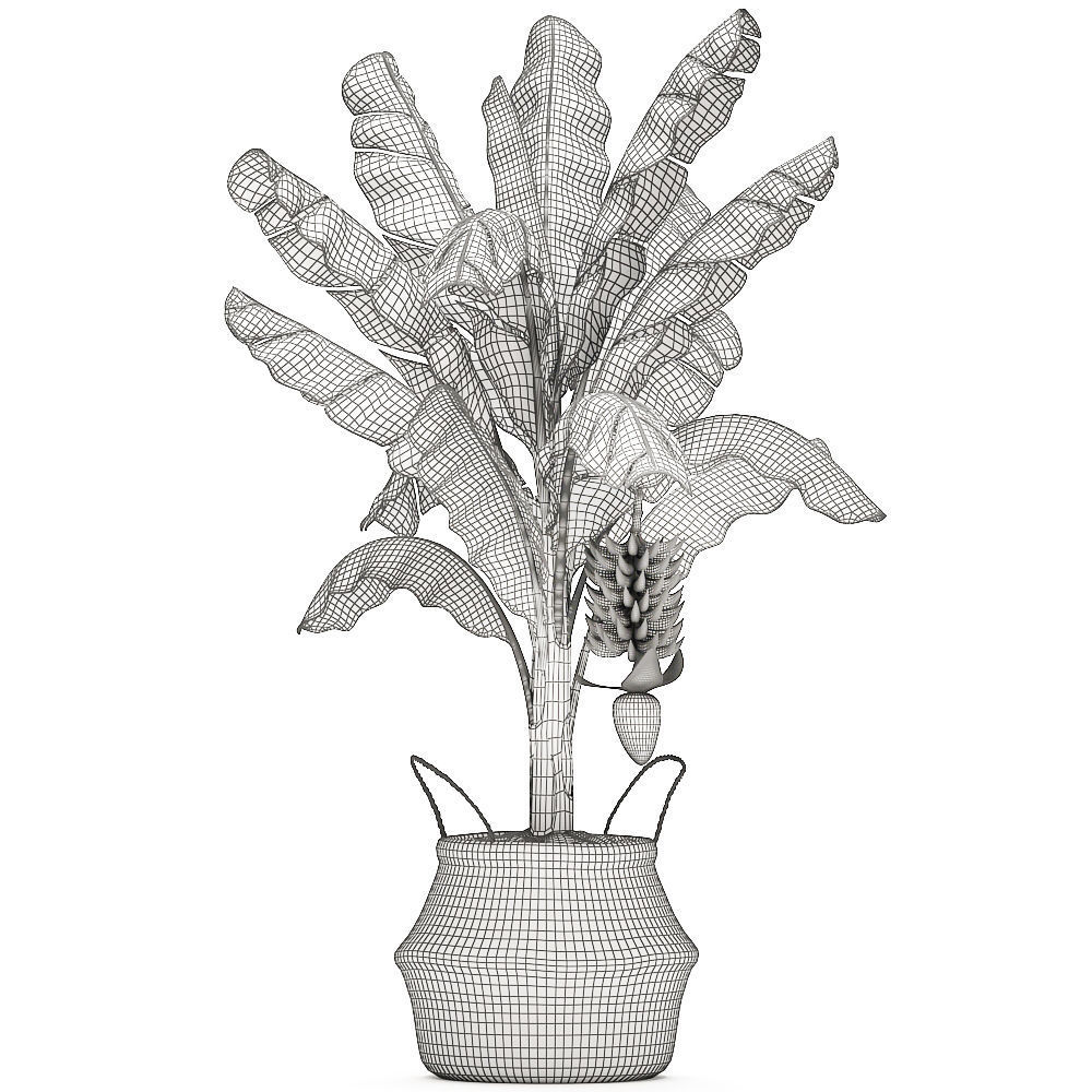 Decorative Banana tree in a basket for the interior 487 3D model_6