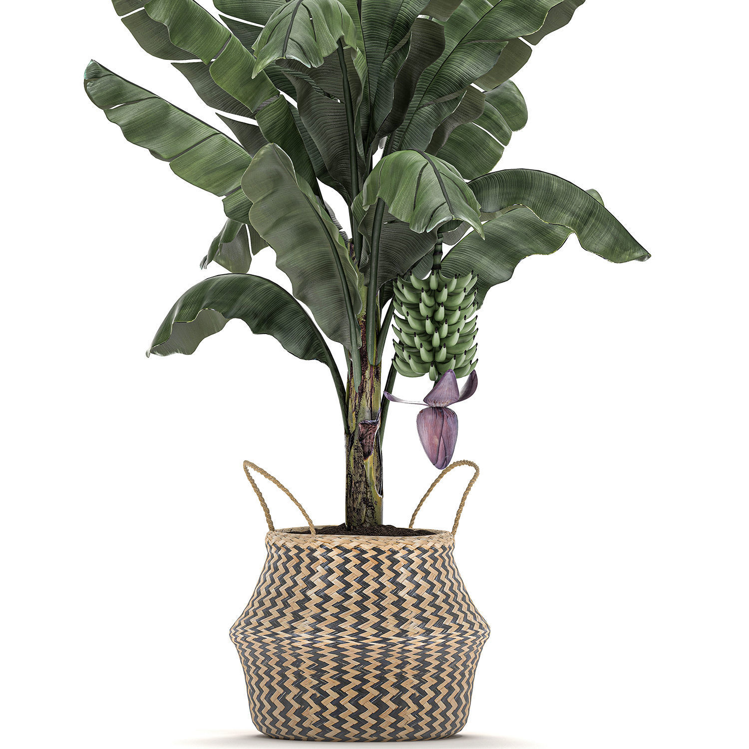 Decorative Banana tree in a basket for the interior 487 3D model_3