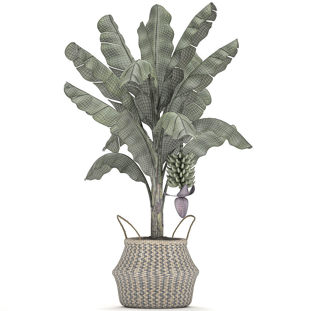 Decorative Banana tree in a basket for the interior 487 3D model_5