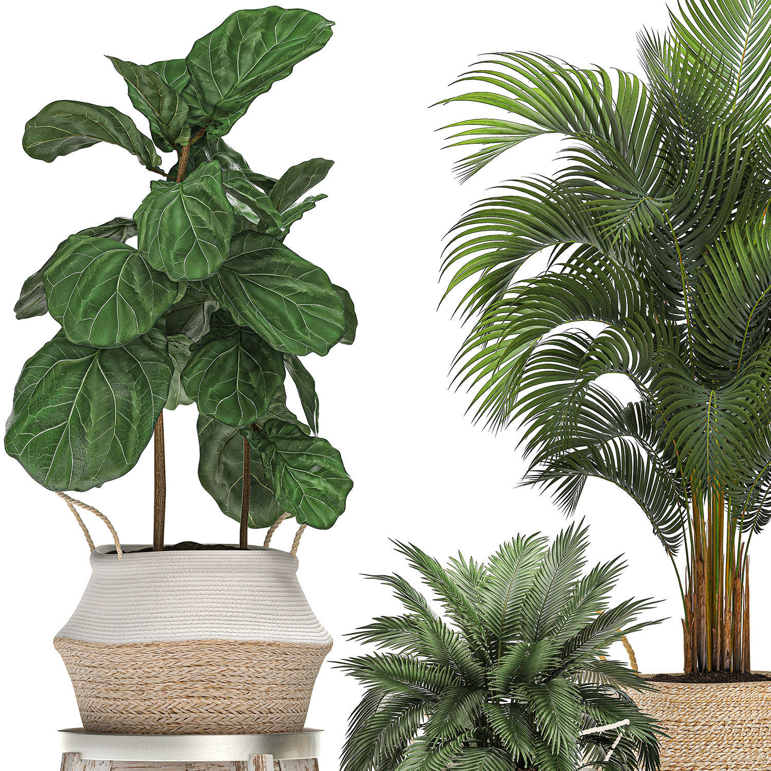 Decorative Banana tree in a basket for the interior 488 3D model_4