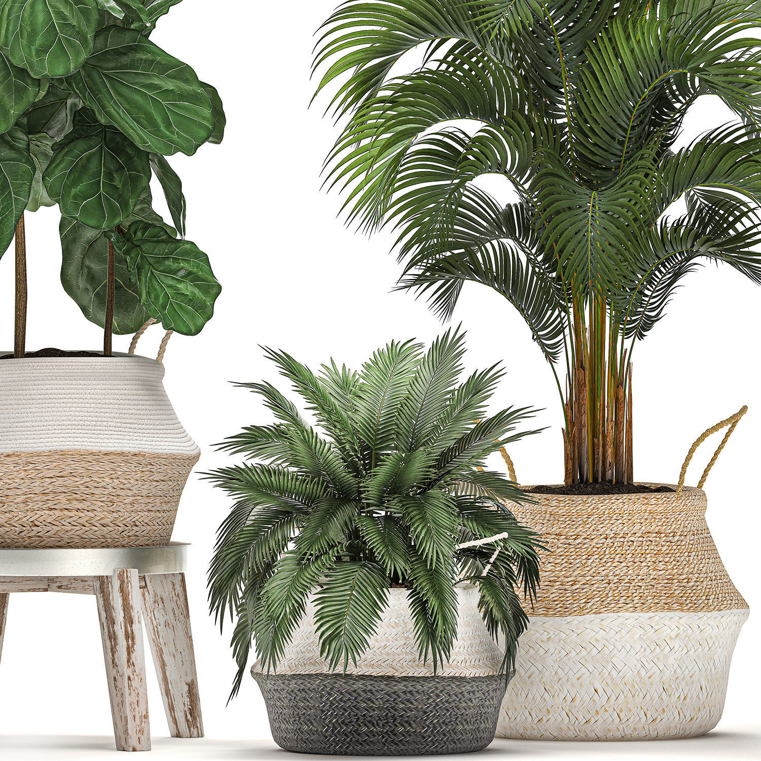 Decorative Banana tree in a basket for the interior 488 3D model_3