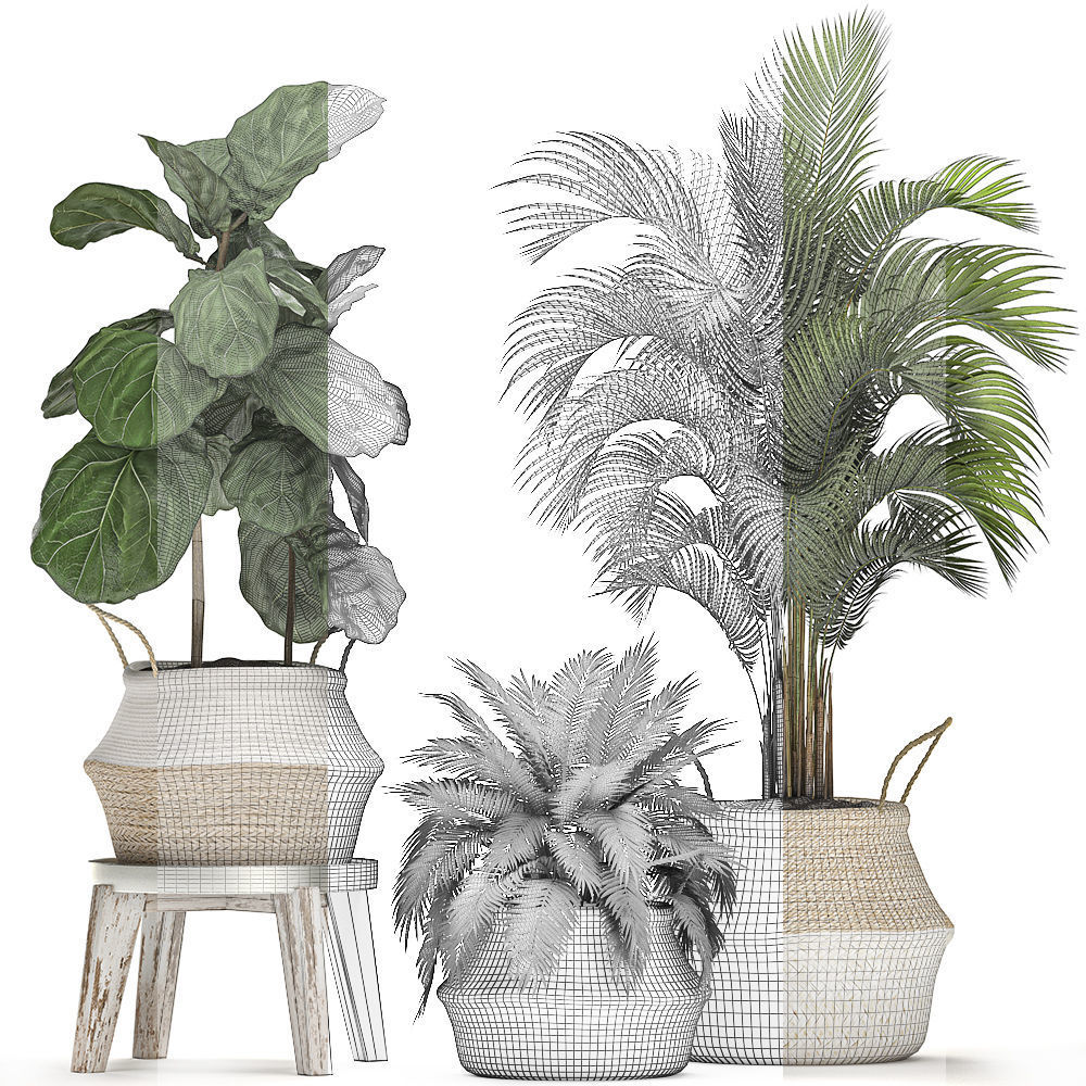 Decorative Banana tree in a basket for the interior 488 3D model_7