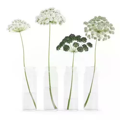 Wild Carrot Flowers in Glass Jars 3D model