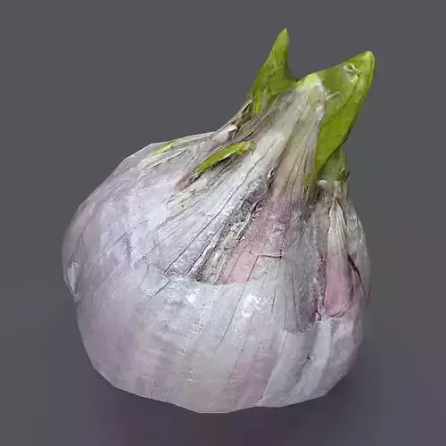 Garlic head of
