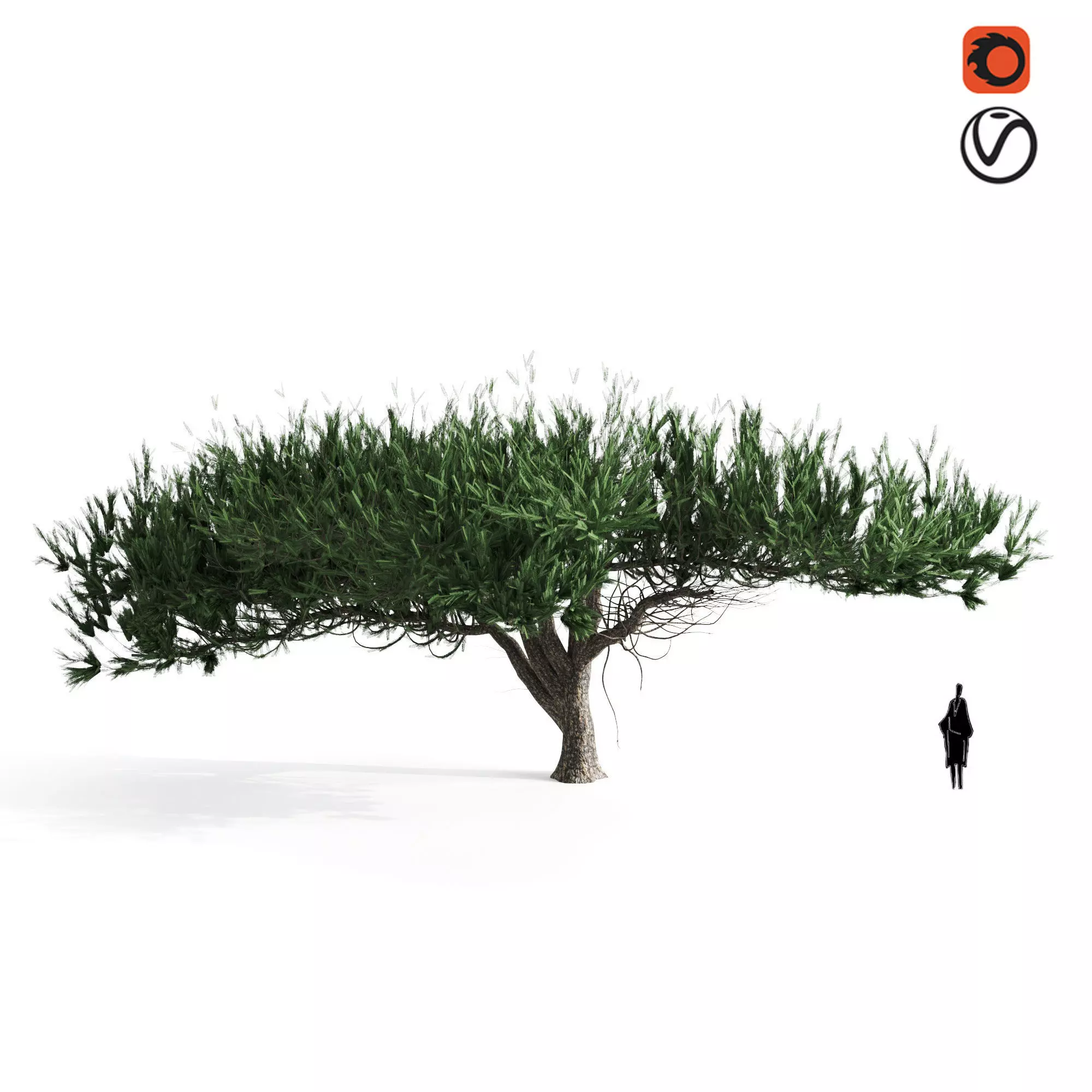 acacia tortilis 3D model