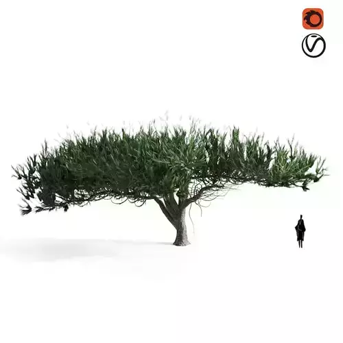 acacia tortilis 3D model