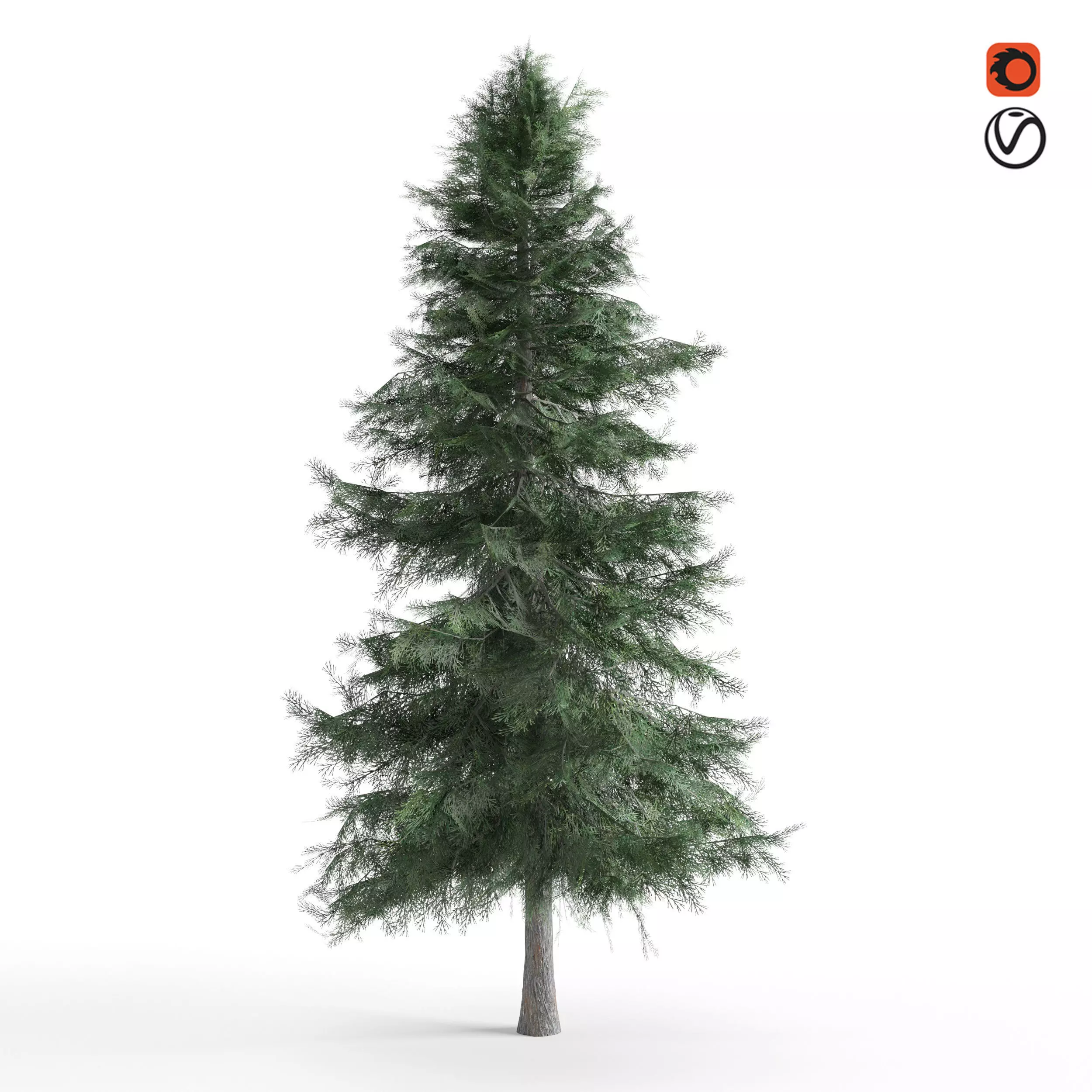 Alaska Cedar 3D model