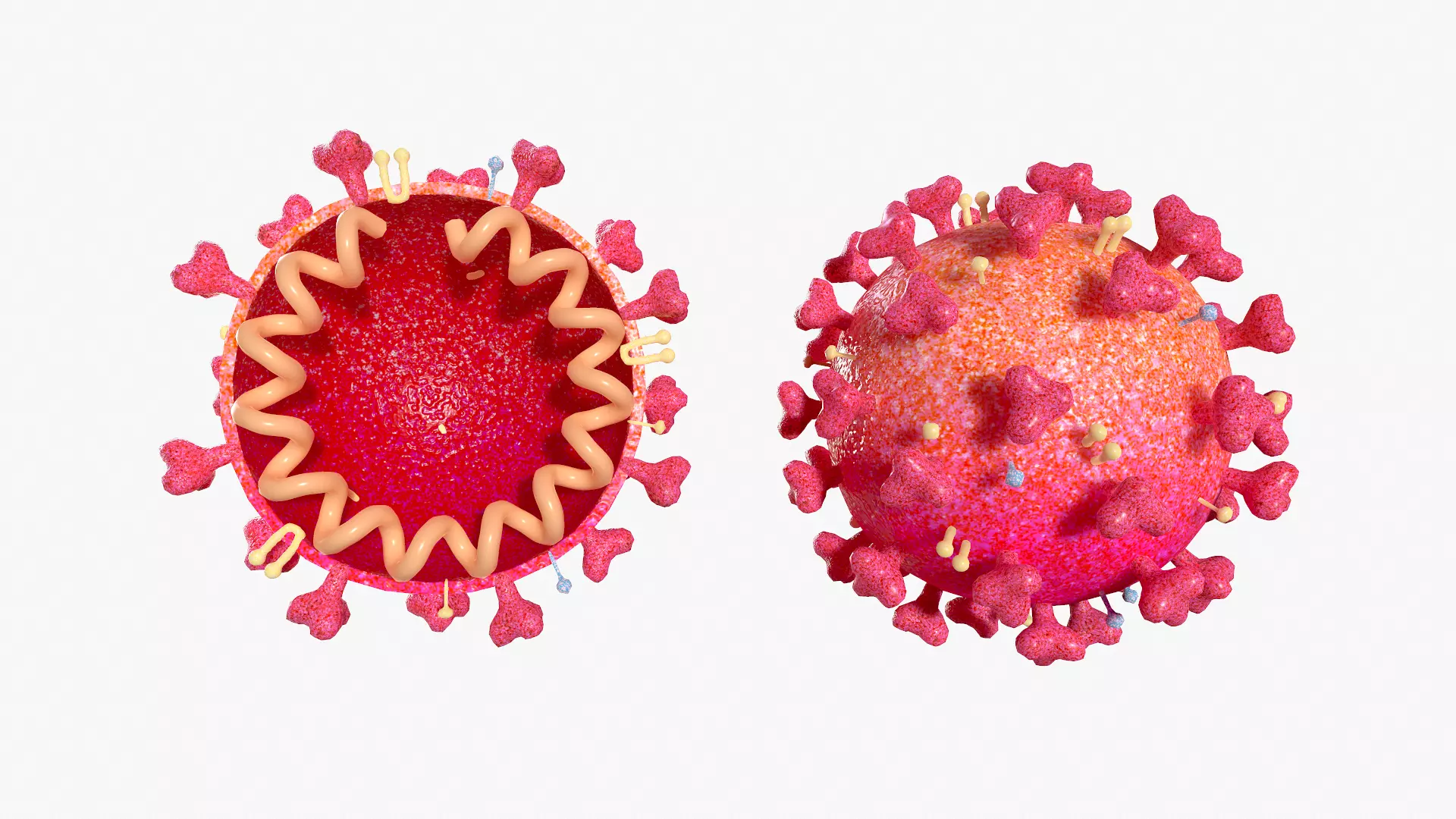 Coronavirus 2019-nCoV SARS-CoV-2 Covid 19 Cross Section 3D model