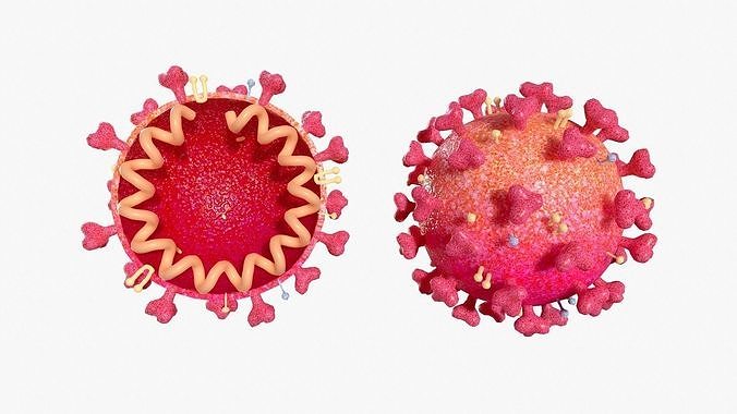 Coronavirus 2019-nCoV SARS-CoV-2 Covid 19 Cross Section  3D model