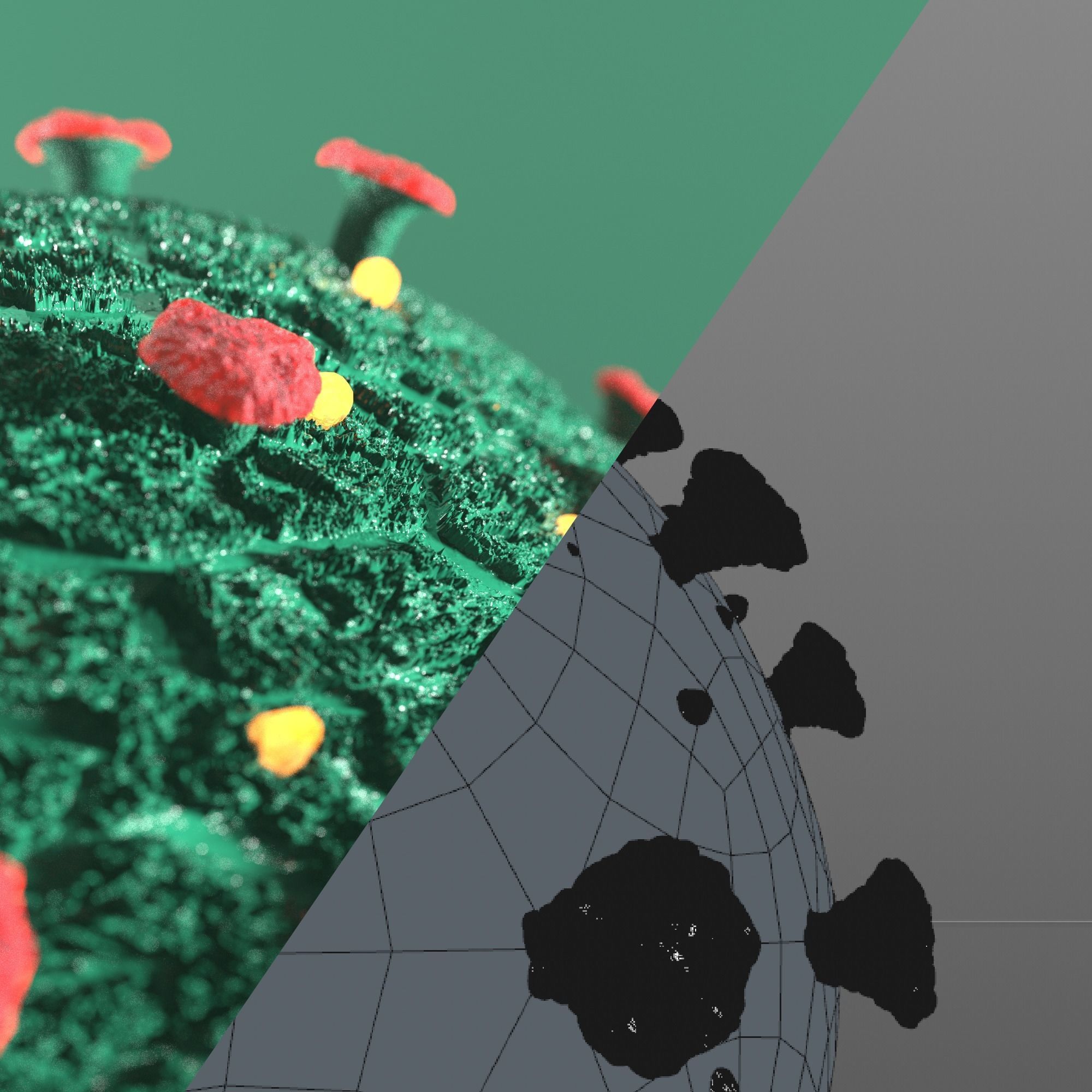 CoronaVirus Covid-19 3D model_4