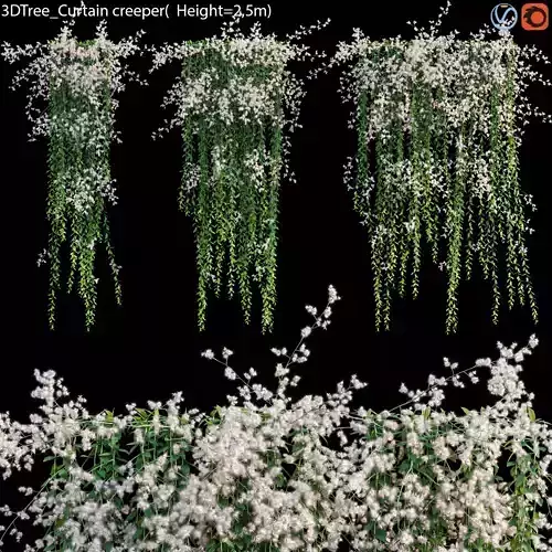 Vernonia Elliptica - Curtain Creeper 05