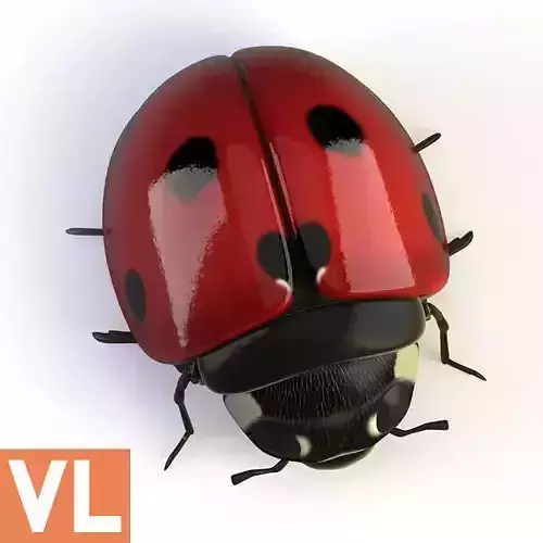 Ladybird ladybug
