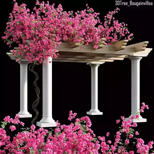 Bougainvillea 08