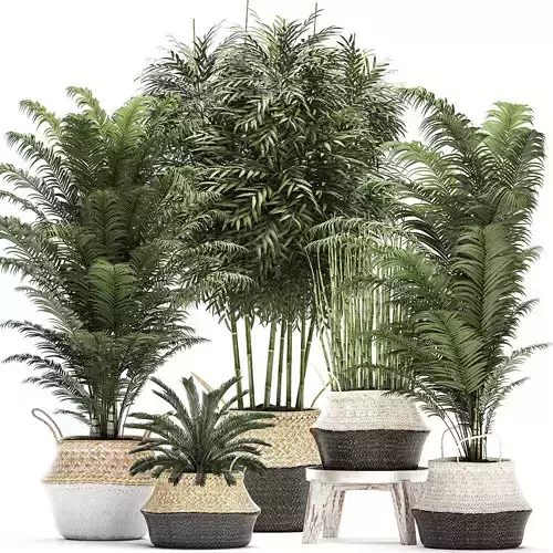 Decorative plants in a basket for the interior 489 3D model