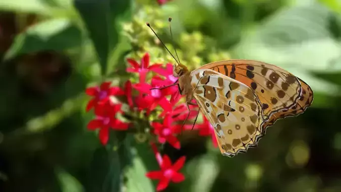 Butterfly Agraulis vanillae Animated