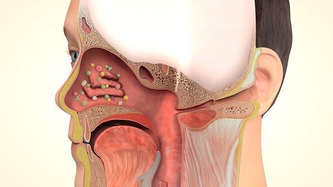 Head Anatomy section slice 3D model