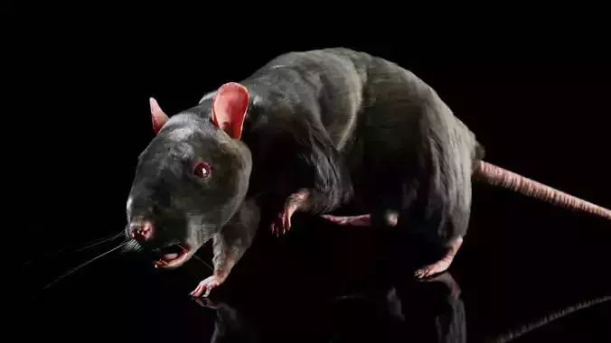 Rat - Realistic 3D model