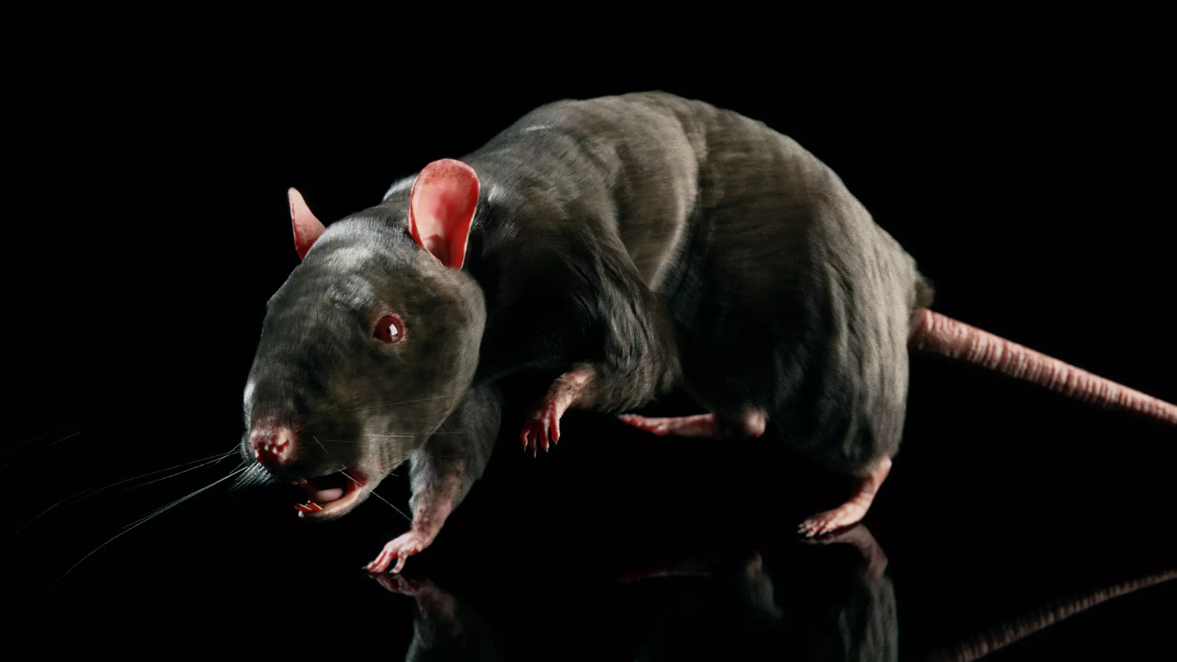 Rat - Realistic 3D model_0