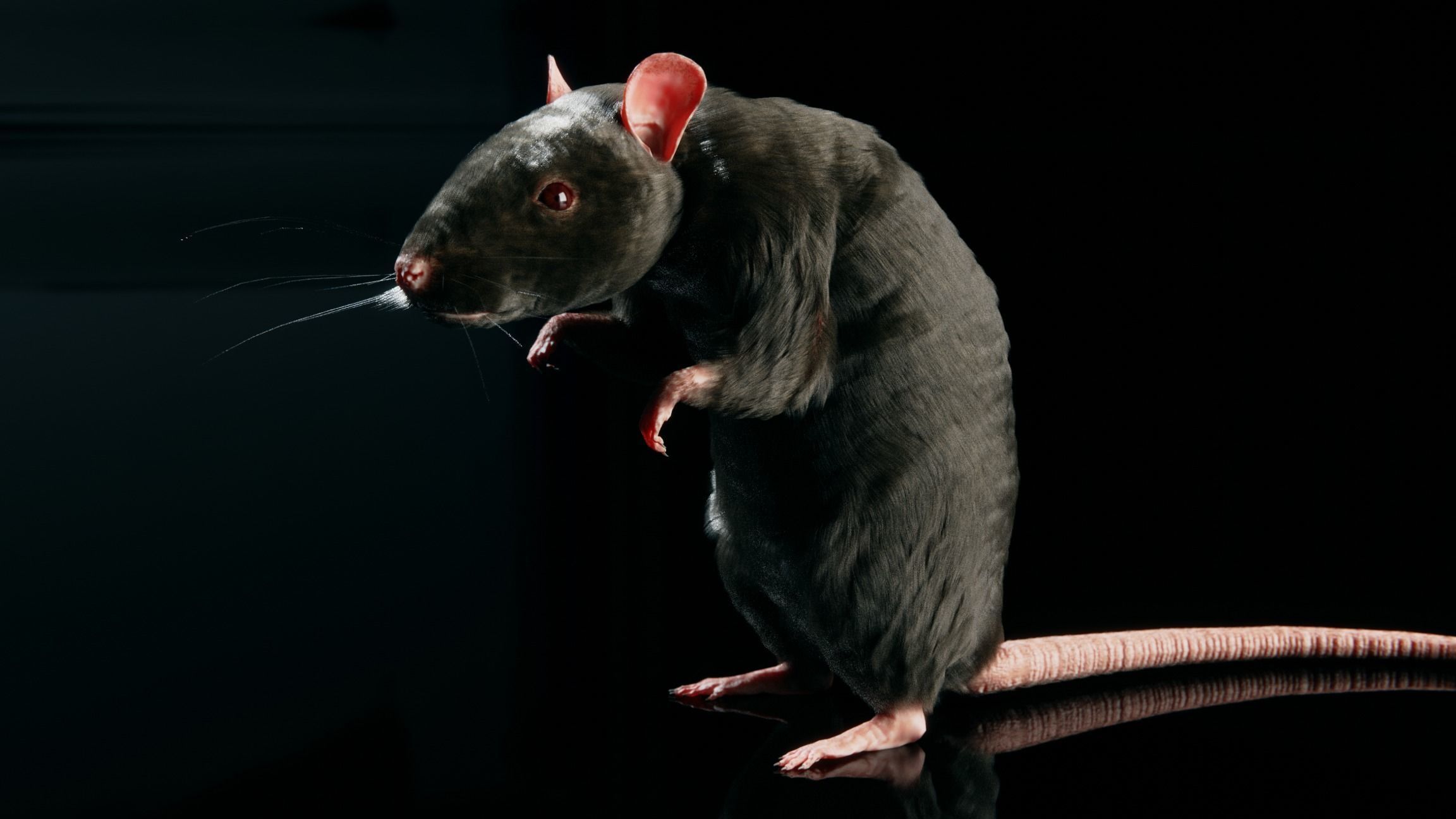 Rat - Realistic 3D model_2