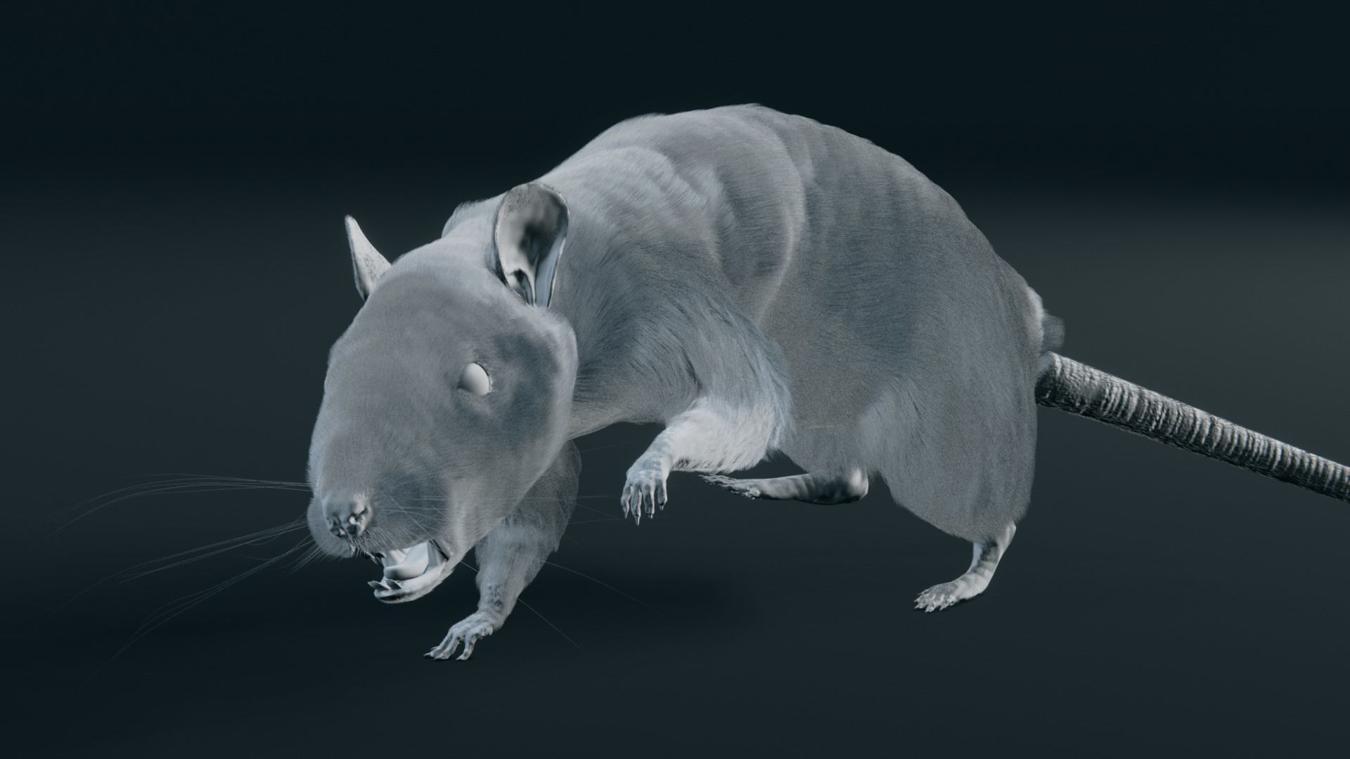 Rat - Realistic 3D model_5