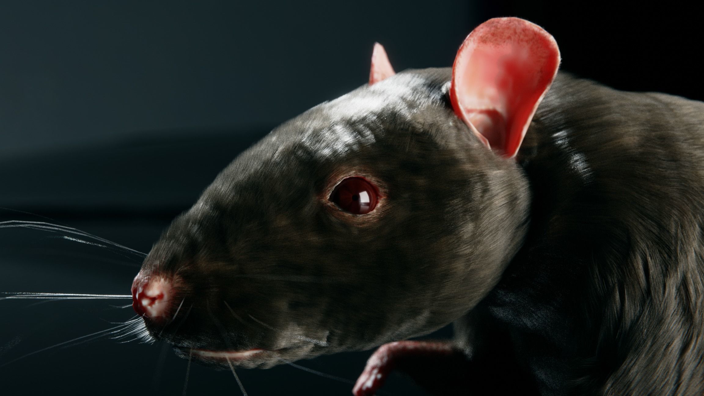 Rat - Realistic 3D model_6