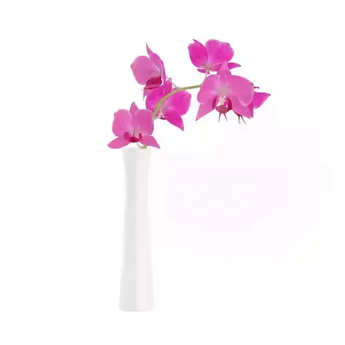 Orchid Flower in White Vase