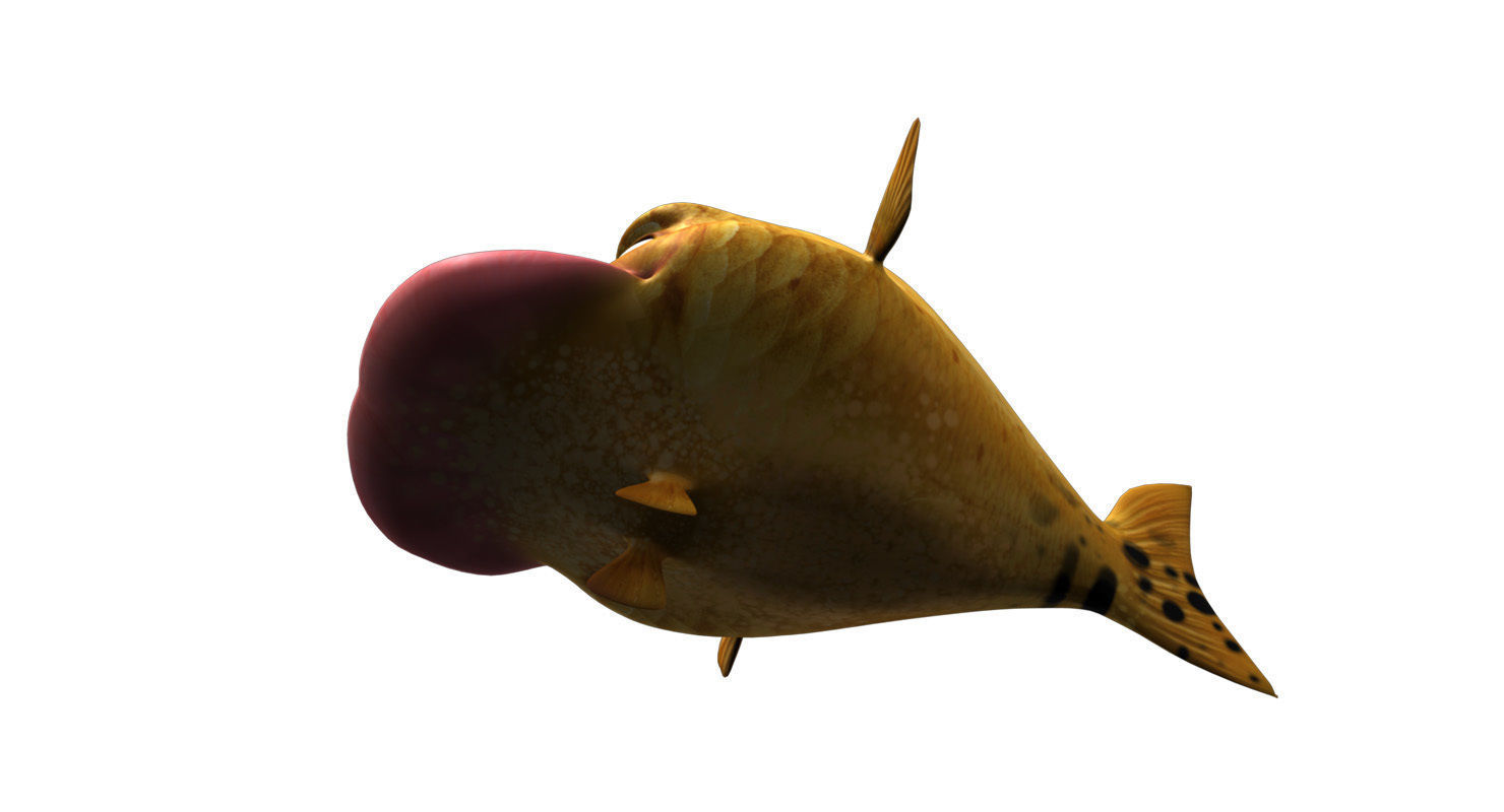 villon fish cartoon 3d rig model 3D model_25