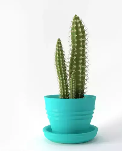 Cereus Cactus 3D model