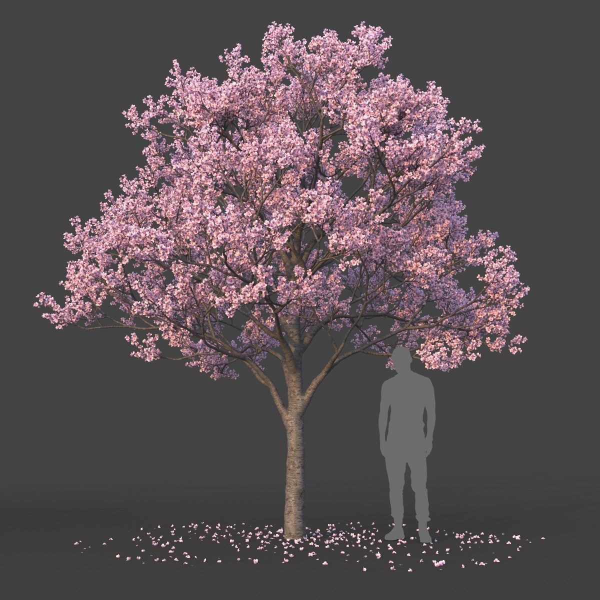 Sakura Tree Set 3D model_6