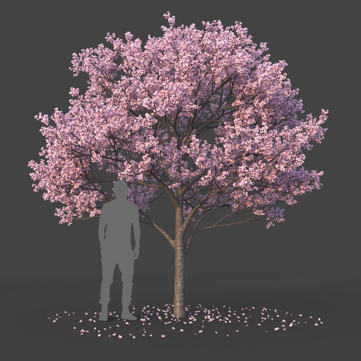 Sakura Tree Set 3D model_8