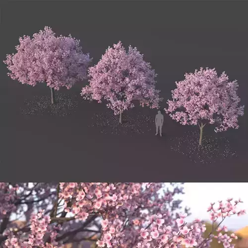 Sakura Tree Set 3D model