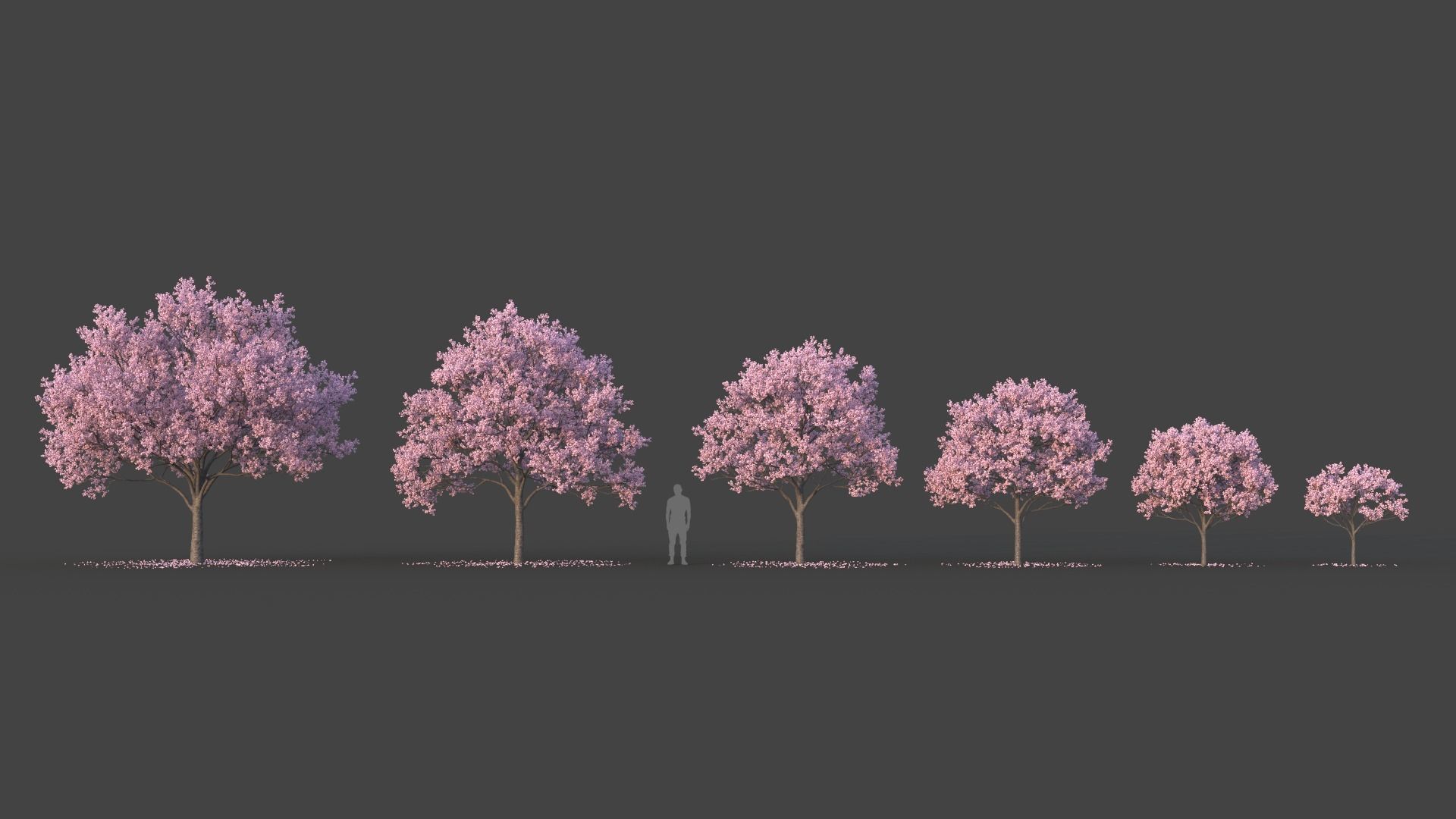 Sakura Tree Set 3D model_2