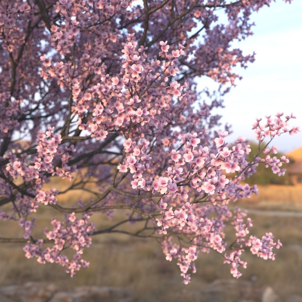 Sakura Tree Set 3D model_7