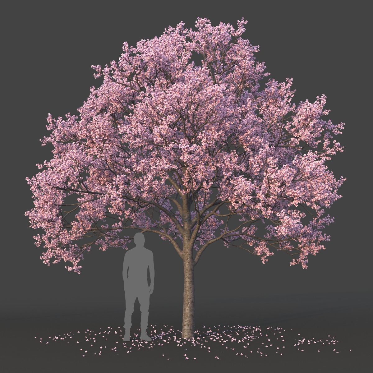 Sakura Tree Set 3D model_5