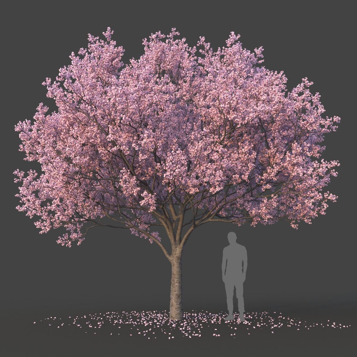 Sakura Tree Set 3D model_4