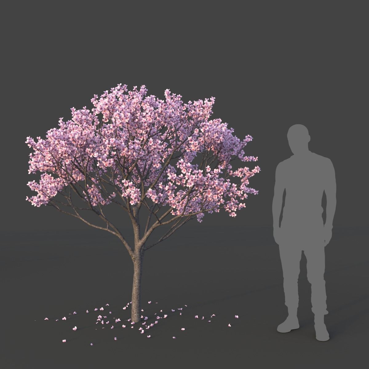 Sakura Tree Set 3D model_10