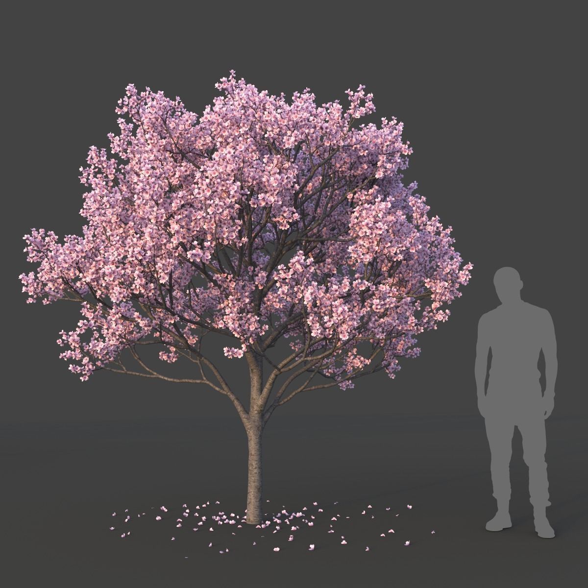 Sakura Tree Set 3D model_9
