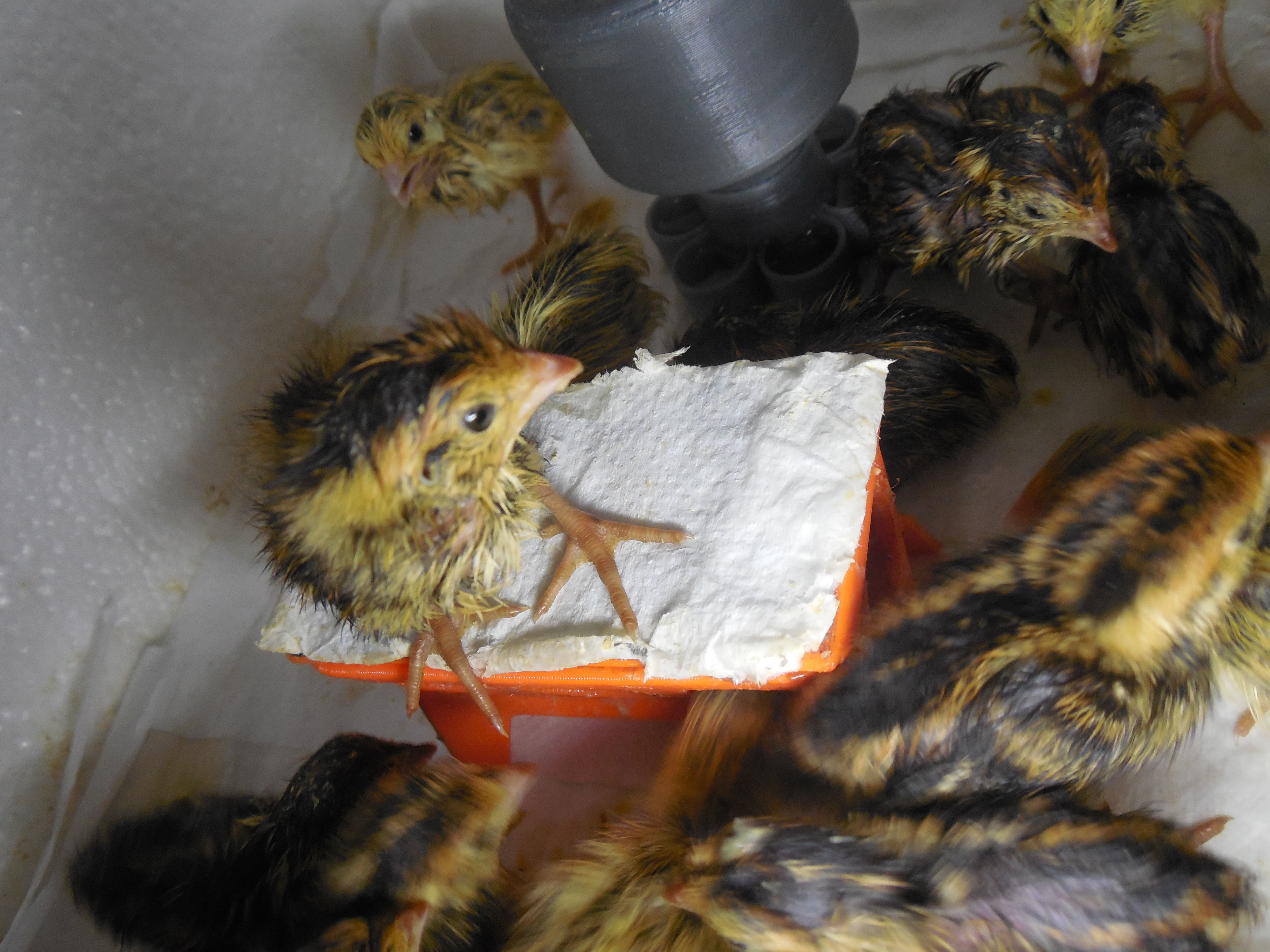Food Feeder for Quail Baby 3D print model_12