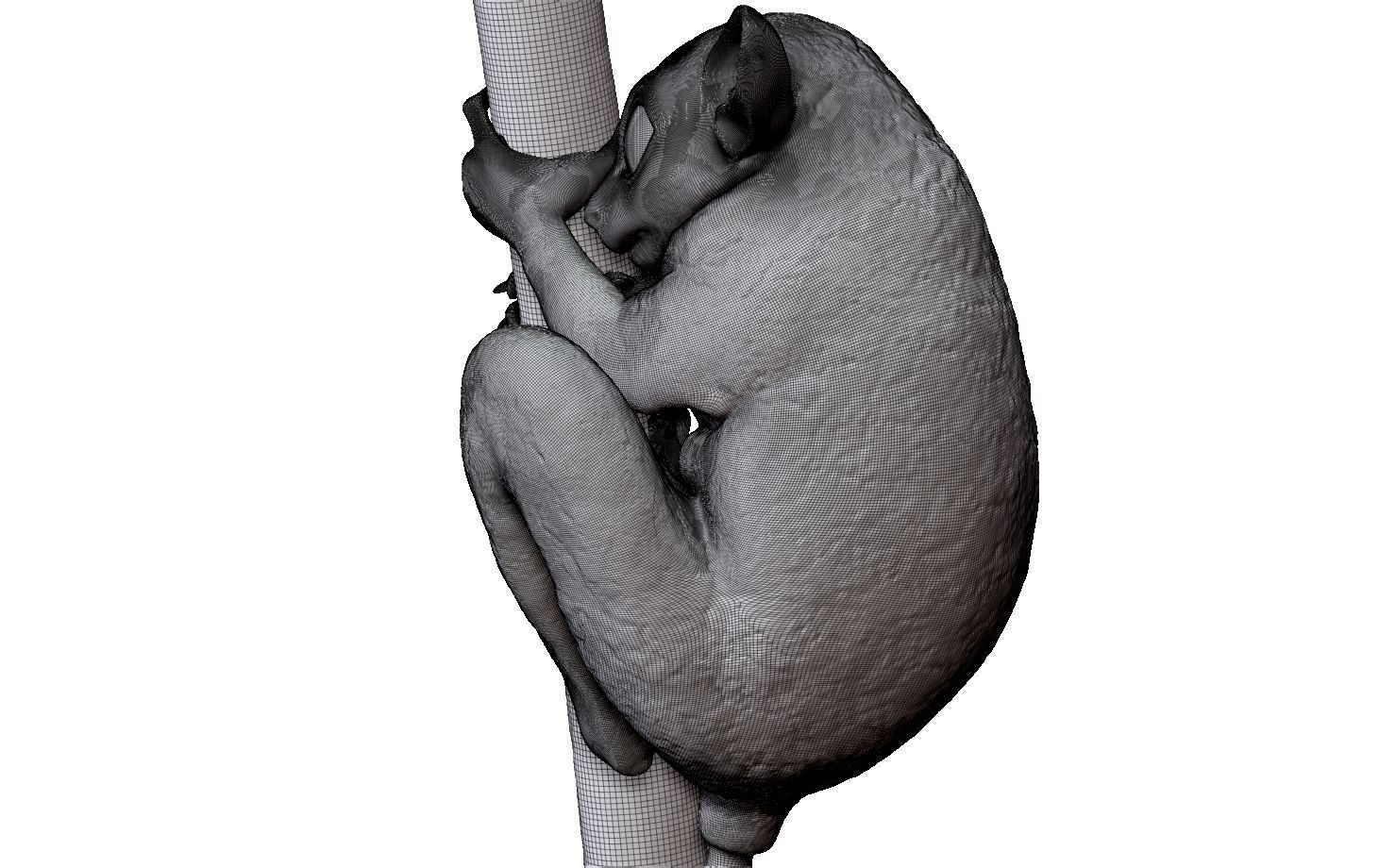 Tarsier gripping a branch 3D model_16