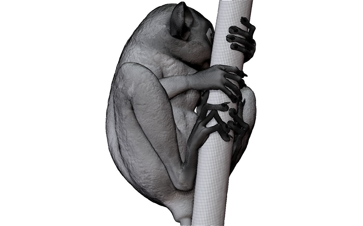 Tarsier gripping a branch 3D model_20