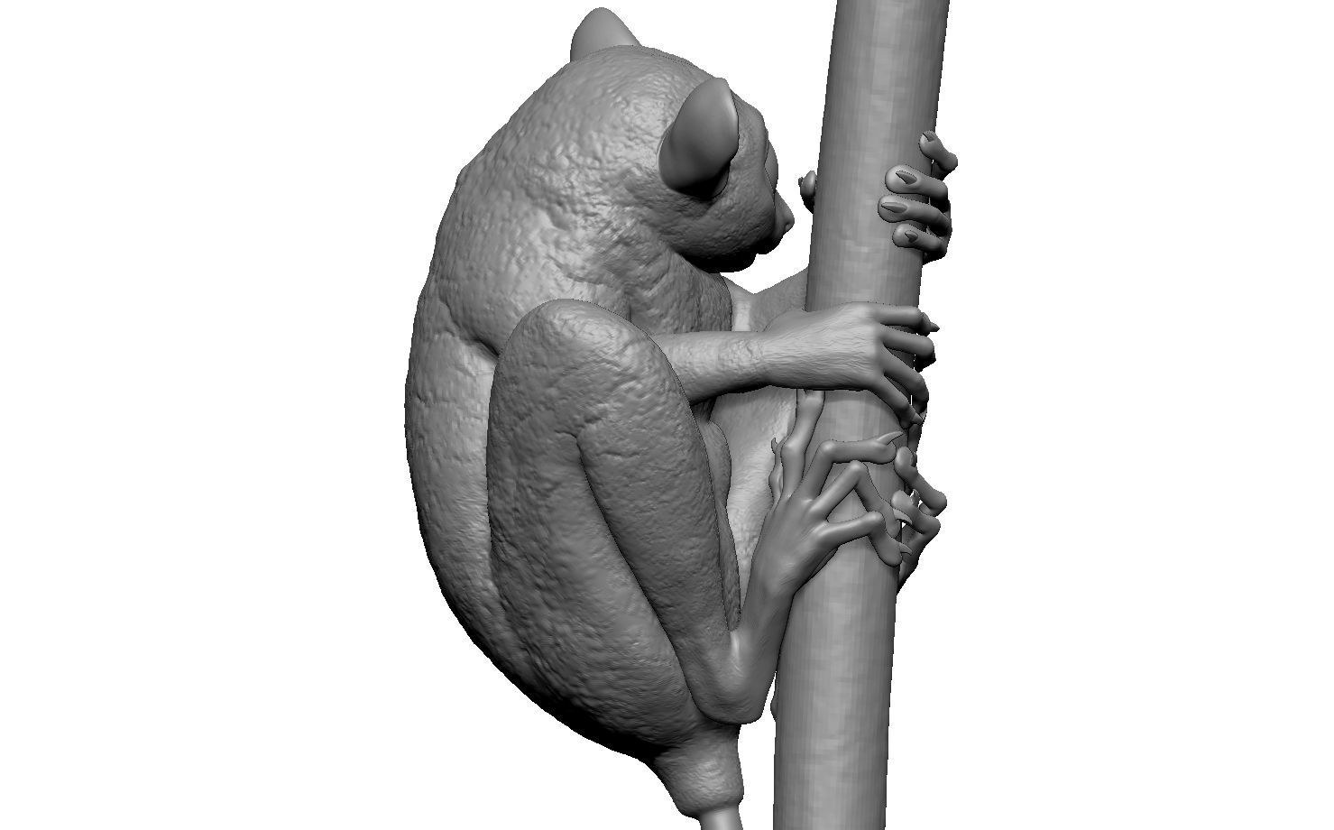 Tarsier gripping a branch 3D model_7